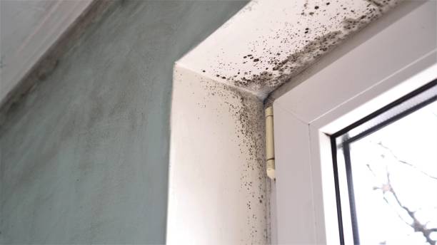 Best Mold Remediation for Specific Building Types in Centerville, IN