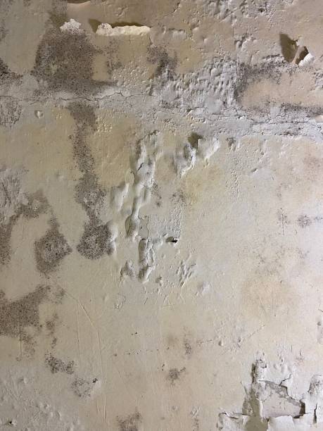 Best Crawl Space Mold Remediation in Centerville, IN