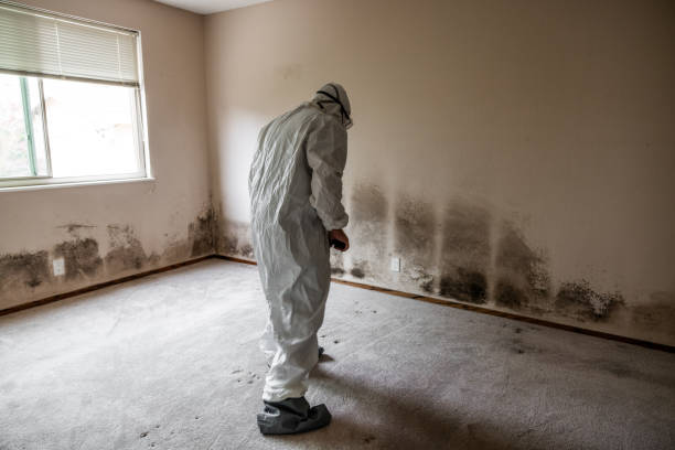 Best Mold Remediation for Specific Building Types in Centerville, IN