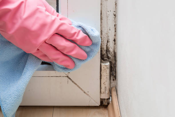 Best Post-Flood Mold Remediation in Centerville, IN